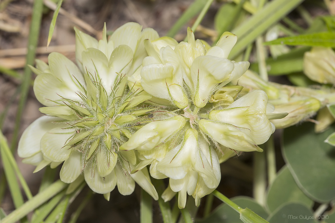 Image of Hedysarum grandiflorum specimen.