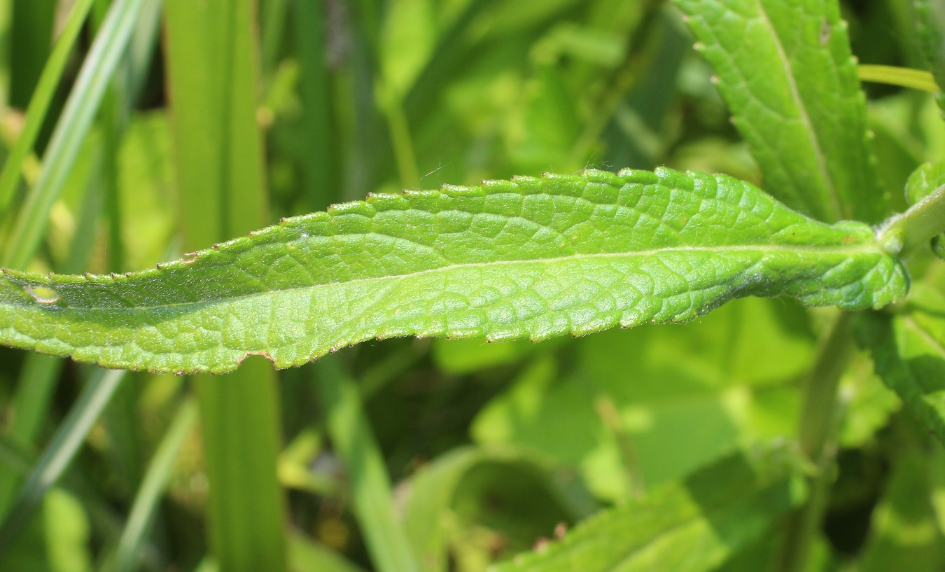 Изображение особи Stachys palustris.