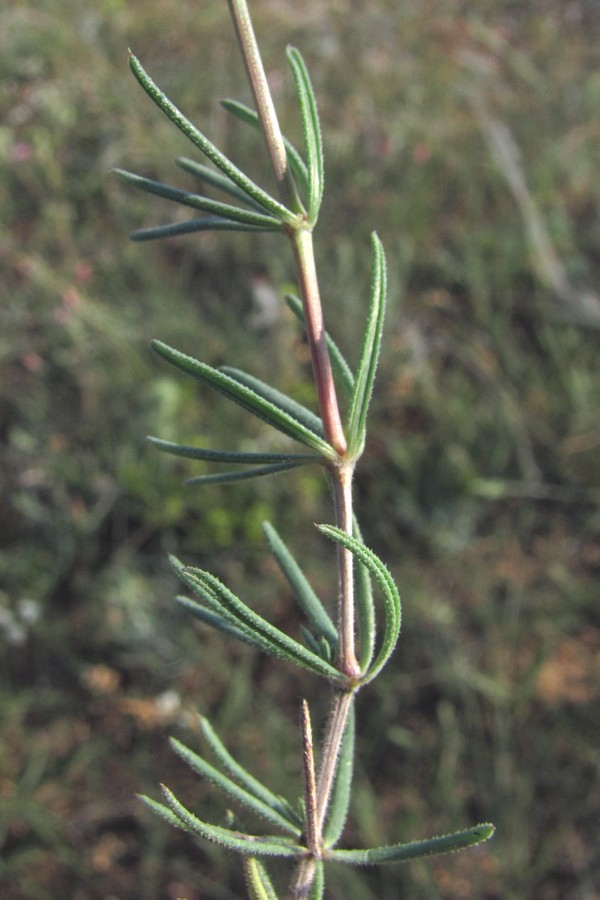 Изображение особи Galium xeroticum.