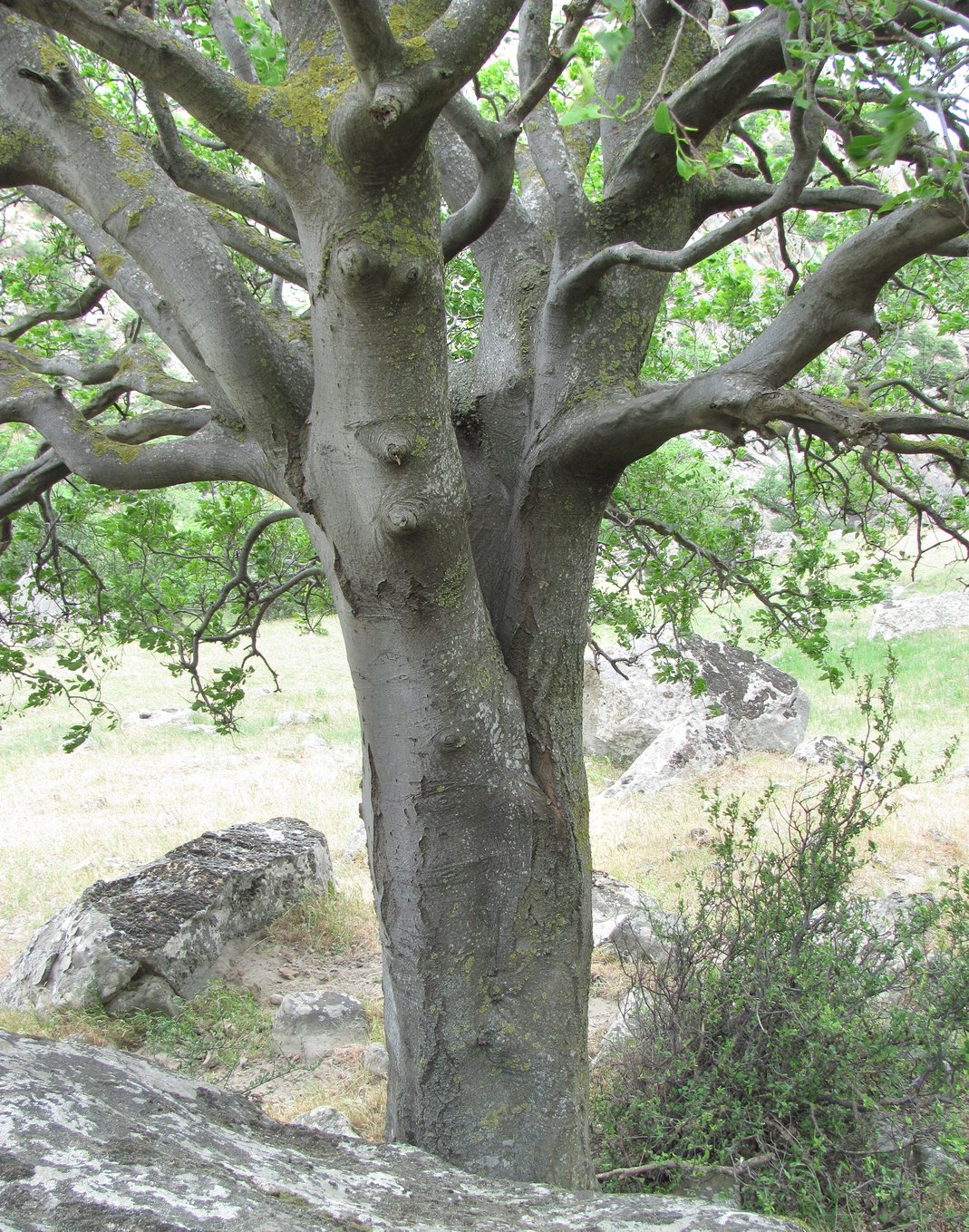 Image of Celtis glabrata specimen.