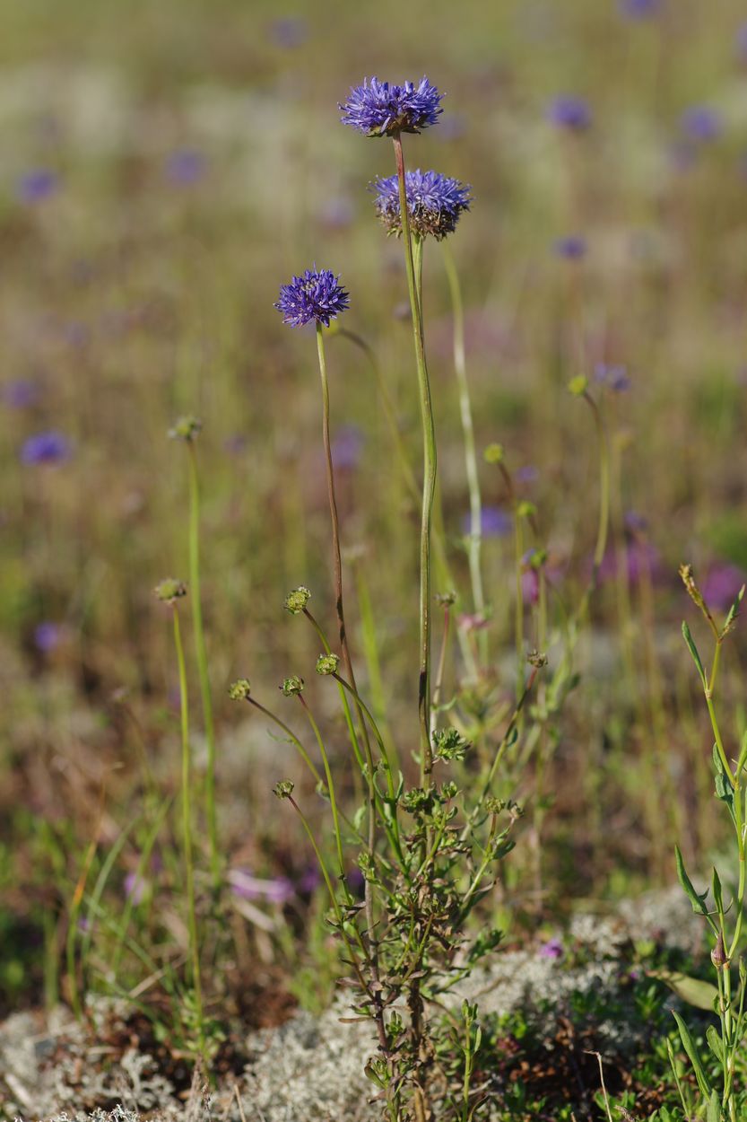 Image of Jasione montana specimen.