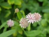 Astrantia colchica. Соцветия. Москва, Воробьёвы горы, Ботанический сад МГУ, в культуре (происхождение: Западная Грузия, гора Мигариа). 23.07.2018.