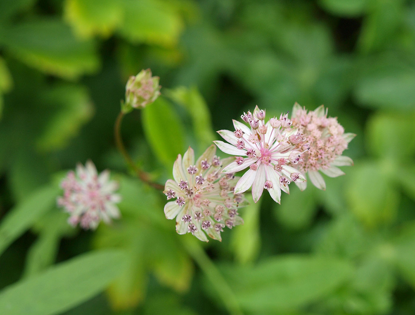 Изображение особи Astrantia colchica.