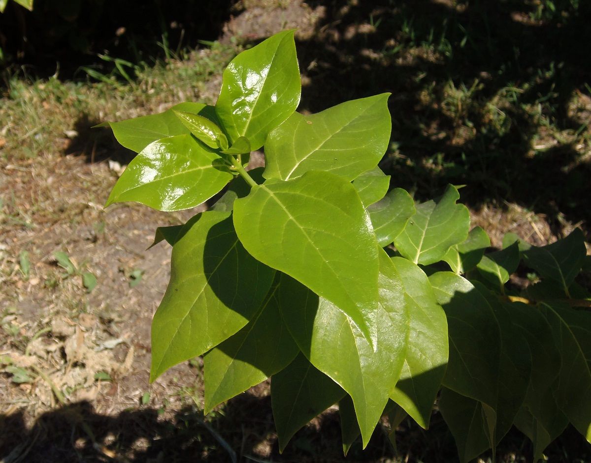 Image of class Magnoliopsida specimen.