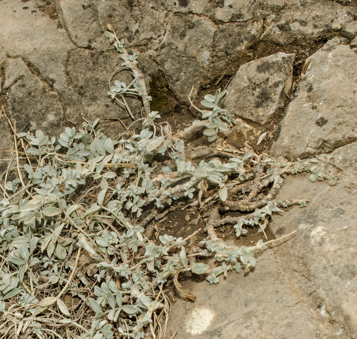 Изображение особи Astragalus helmii.