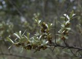 Hippophae rhamnoides