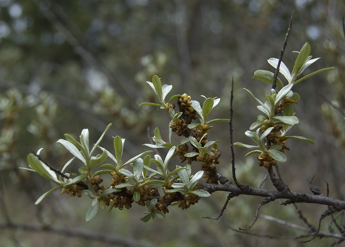 Image of Hippophae rhamnoides specimen.