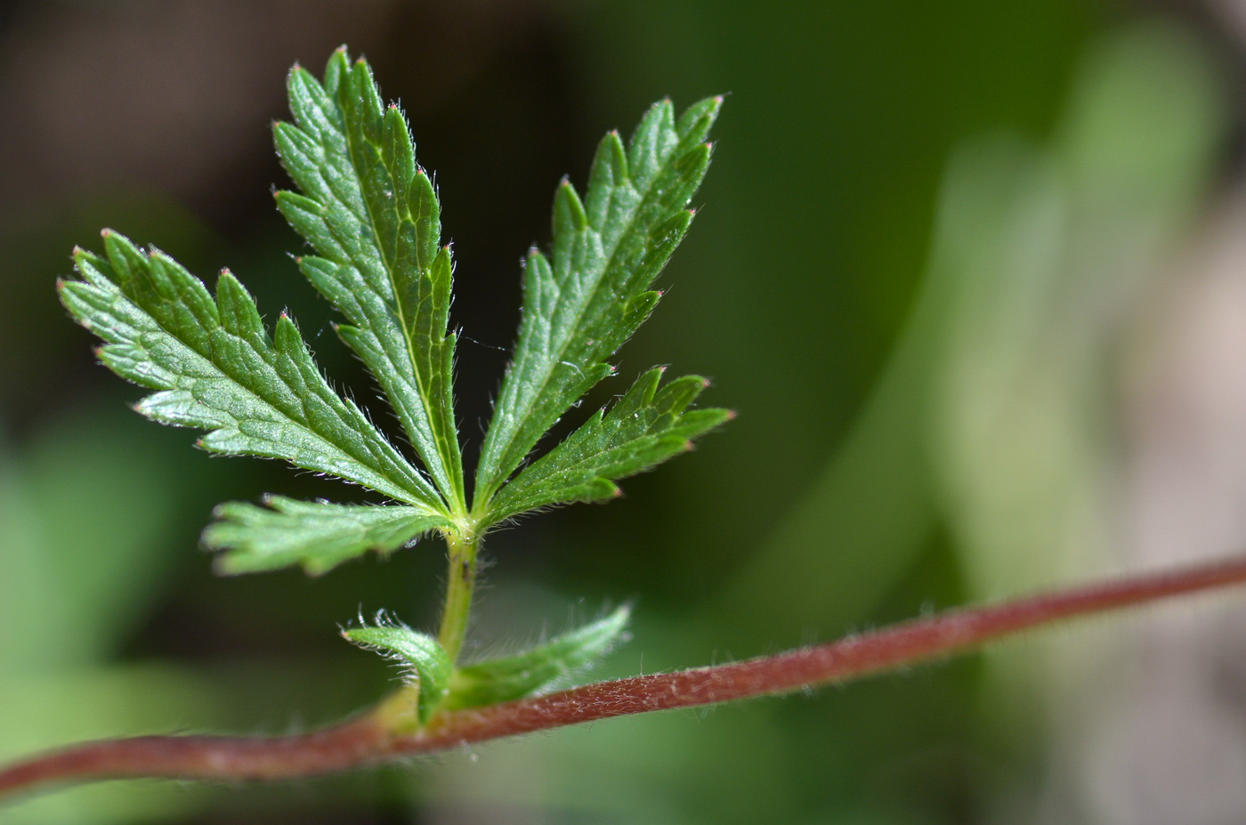 Image of Potentilla caucasica specimen.