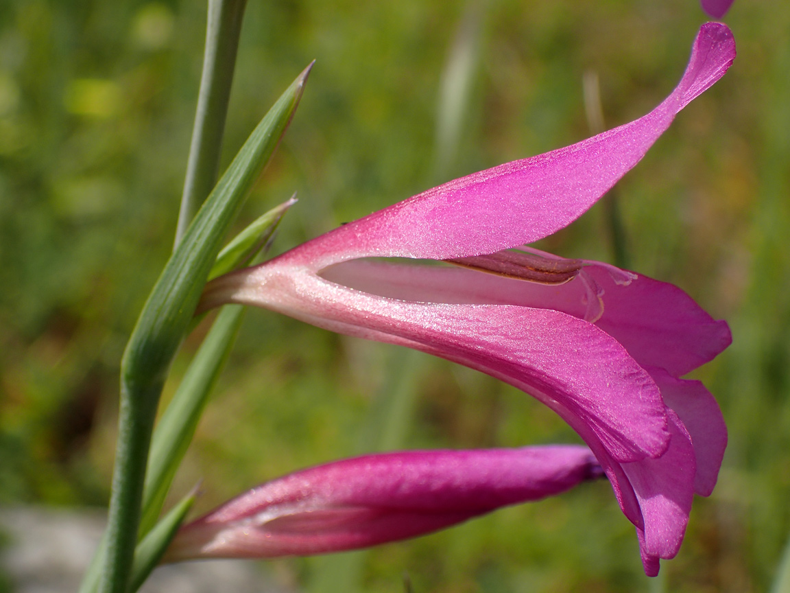 Изображение особи Gladiolus italicus.