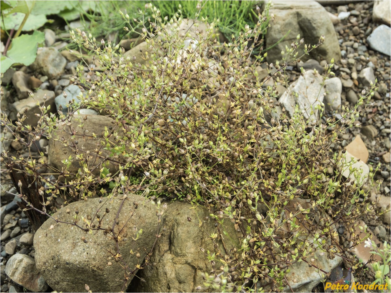 Изображение особи Arenaria serpyllifolia.