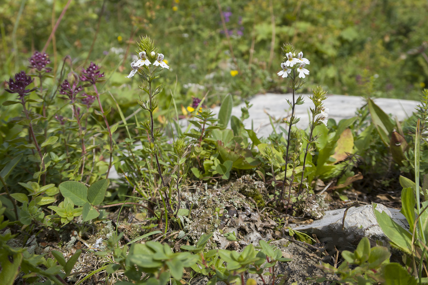 Изображение особи Euphrasia petiolaris.