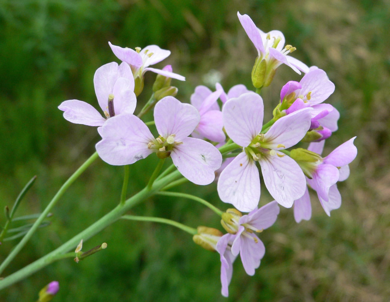 Изображение особи Cardamine pratensis.