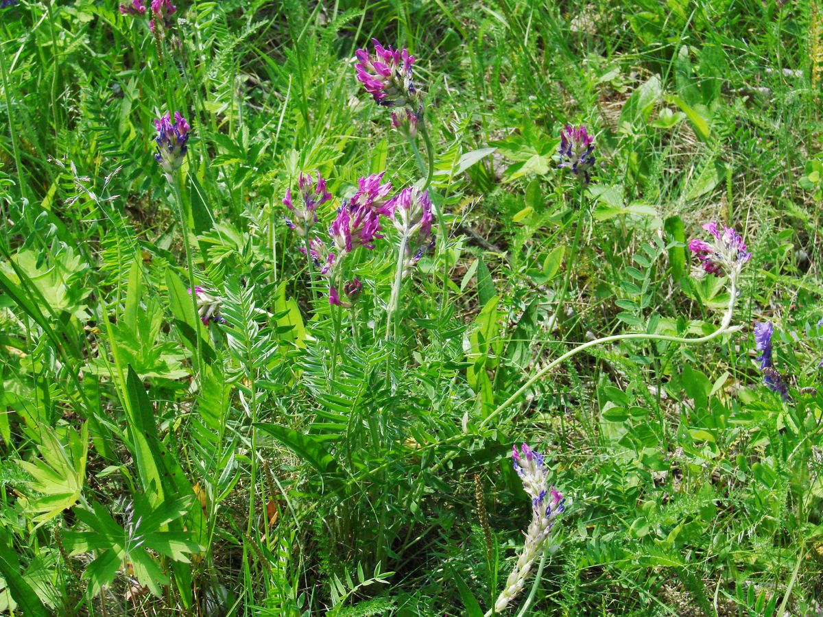 Image of Oxytropis strobilacea specimen.