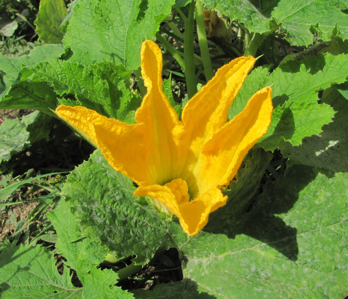 Image of Cucurbita pepo specimen.