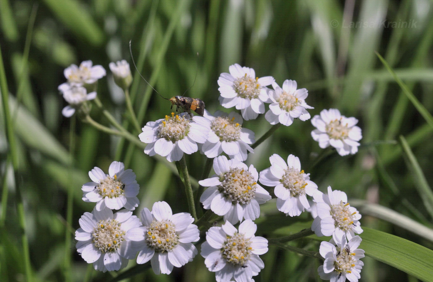 Image of Achillea acuminata specimen.