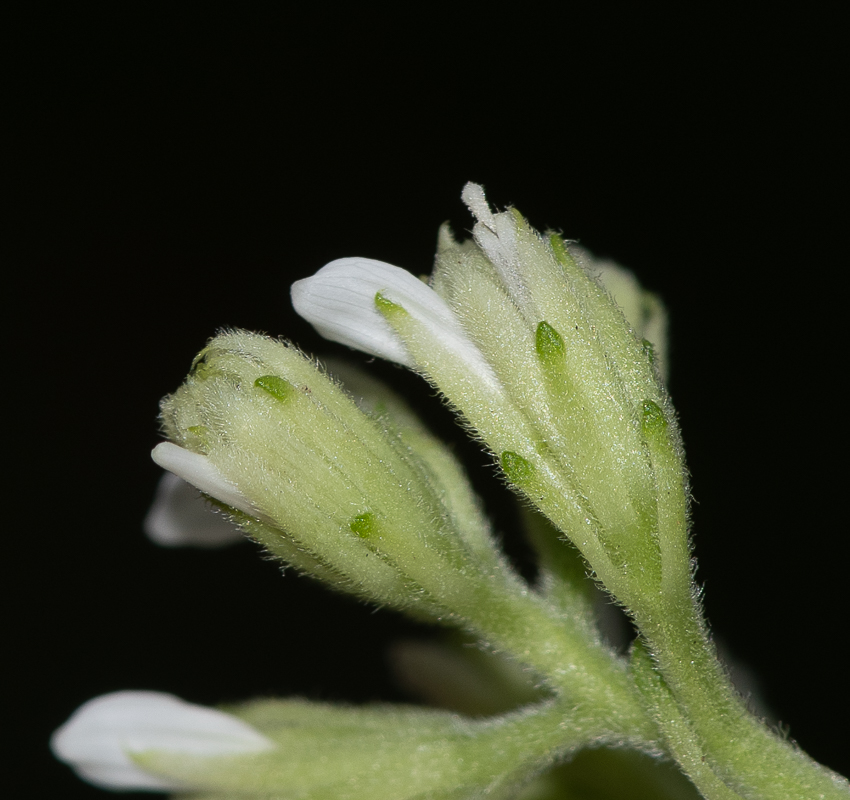 Image of Verbesina virginica specimen.