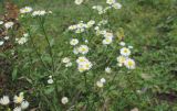 Erigeron annuus. Верхушка цветущего растения. Ставропольский край, окр. г. Кисловодск, Берёзовское ущелье, луг в пойме реки. 15.09.2018.