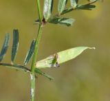 Vicia cordata