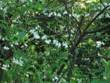 Halesia carolina