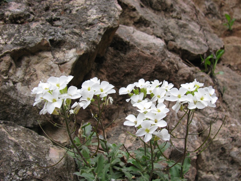 Изображение особи Arabis caucasica.