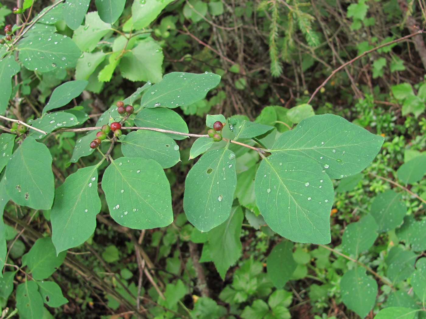 Изображение особи Lonicera xylosteum.