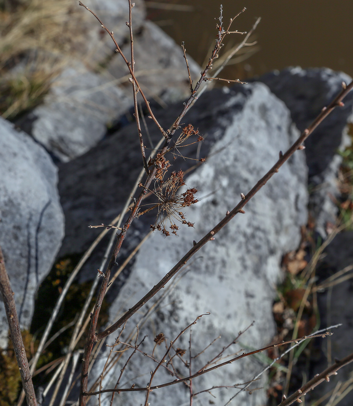 Image of Spiraea media specimen.