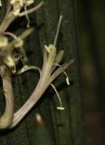 Sansevieria cylindrica