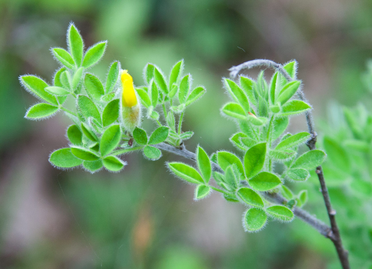 Image of Chamaecytisus hirsutissimus specimen.