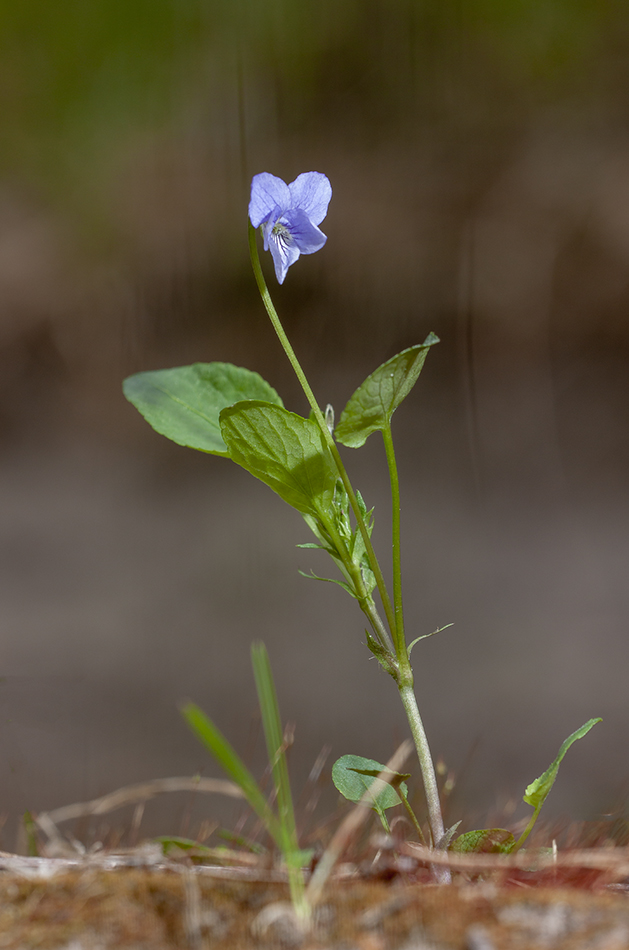 Image of Viola ruppii specimen.