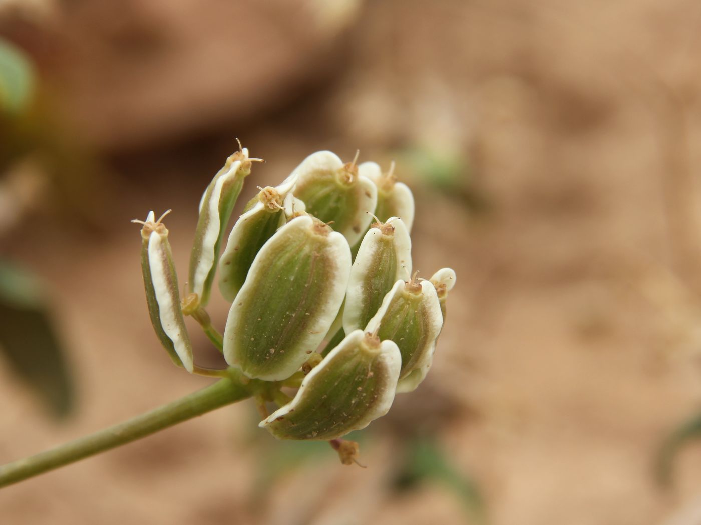 Image of Ladyginia bucharica specimen.