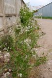 Lepidium latifolium