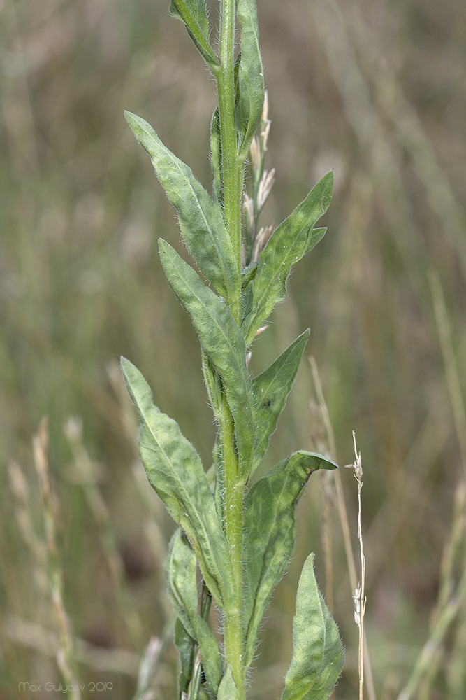 Image of Erigeron annuus specimen.