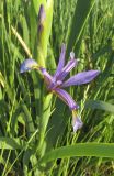 Iris pseudonotha