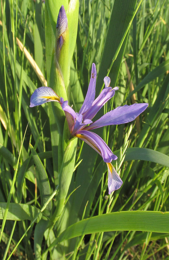 Image of Iris pseudonotha specimen.