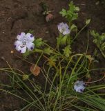 Nemophila maculata