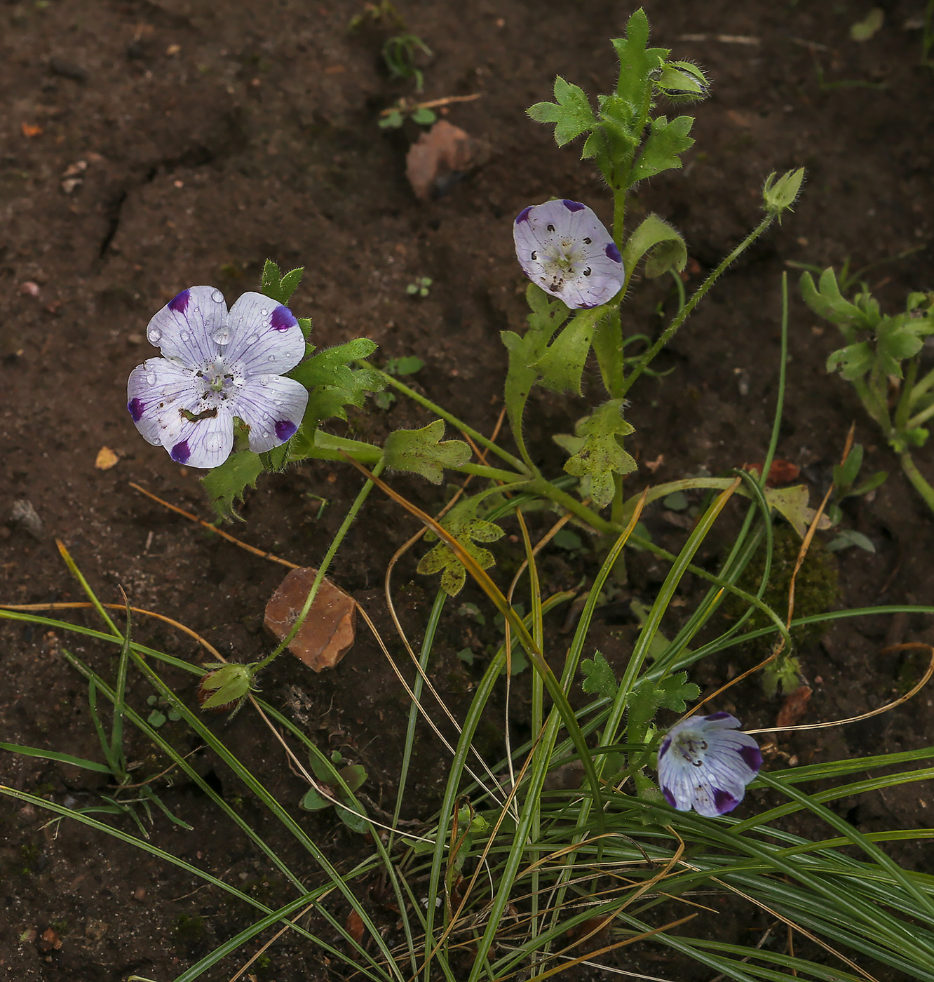 Изображение особи Nemophila maculata.