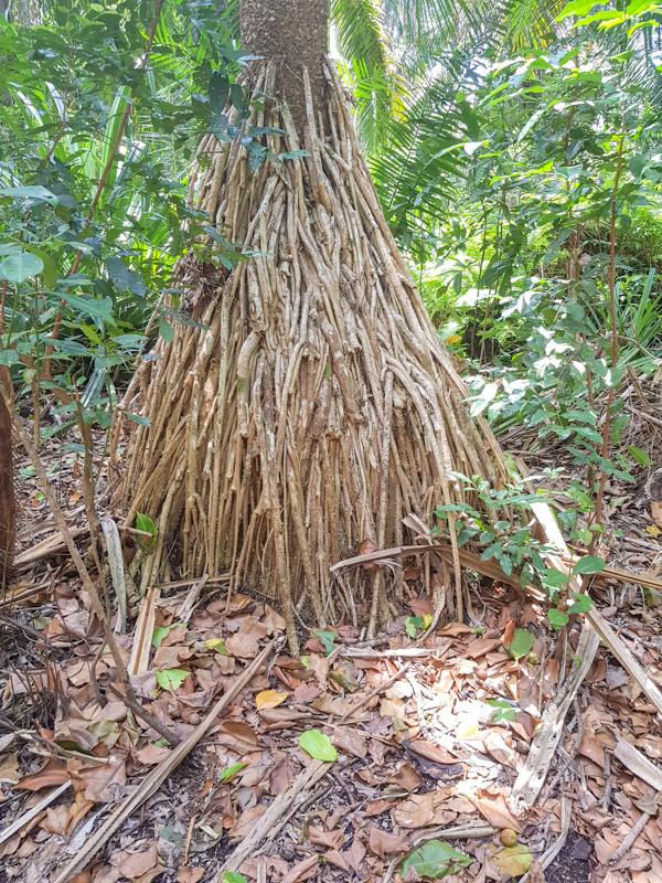 Изображение особи Pandanus rabaiensis.