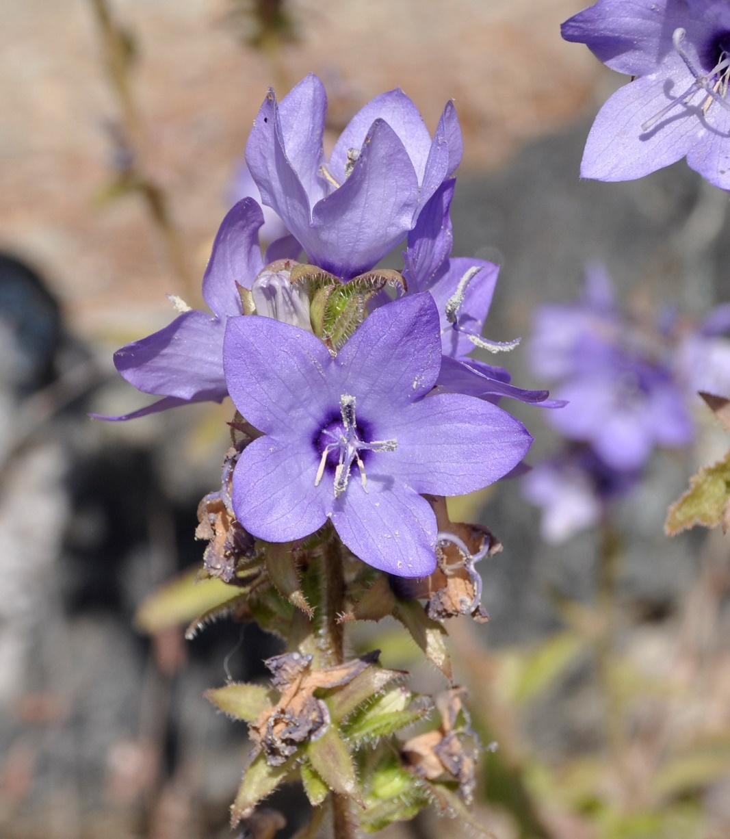 Изображение особи Campanula peregrina.