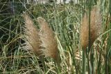 Cortaderia selloana