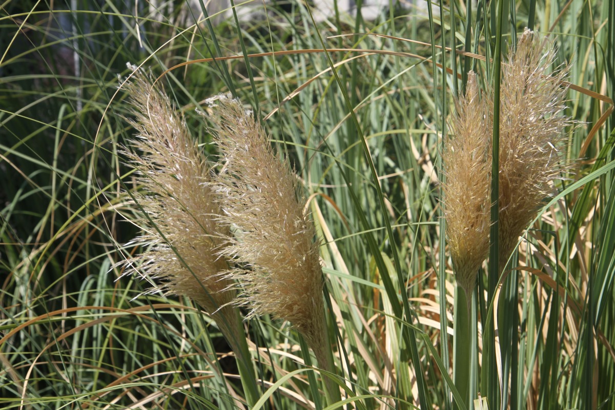 Изображение особи Cortaderia selloana.