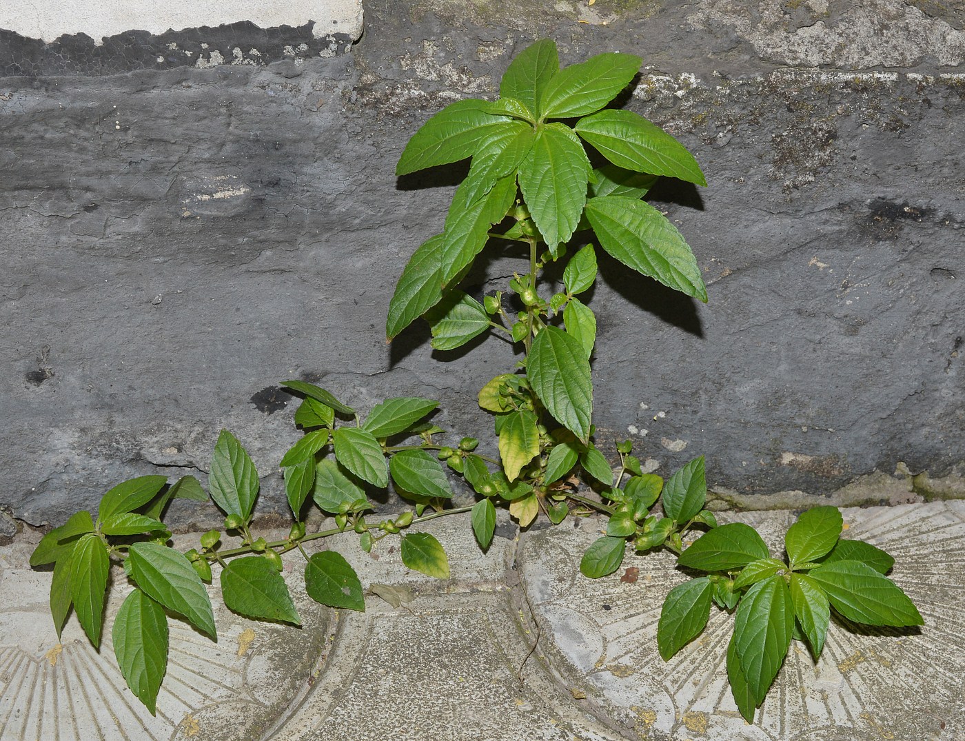 Изображение особи Acalypha australis.