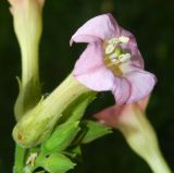 Nicotiana tabacum. Цветок. Москва, парк \"Коломенское\", в культуре. Август 2019 г.