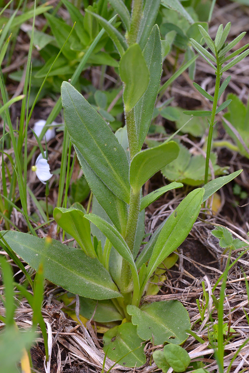 Image of Veronica gentianoides specimen.