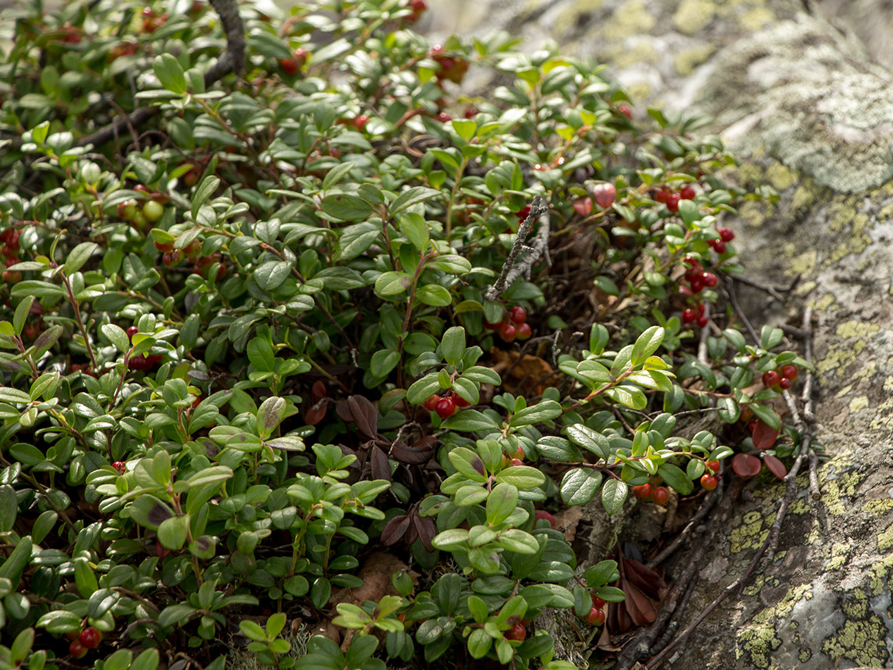 Image of Vaccinium vitis-idaea specimen.