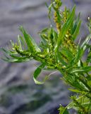 Rumex maritimus. Верхушка побега с соплодием. Челябинская обл., Аргаяшский р-н, берег оз. Увильды, у кромки воды. 04.08.2019.
