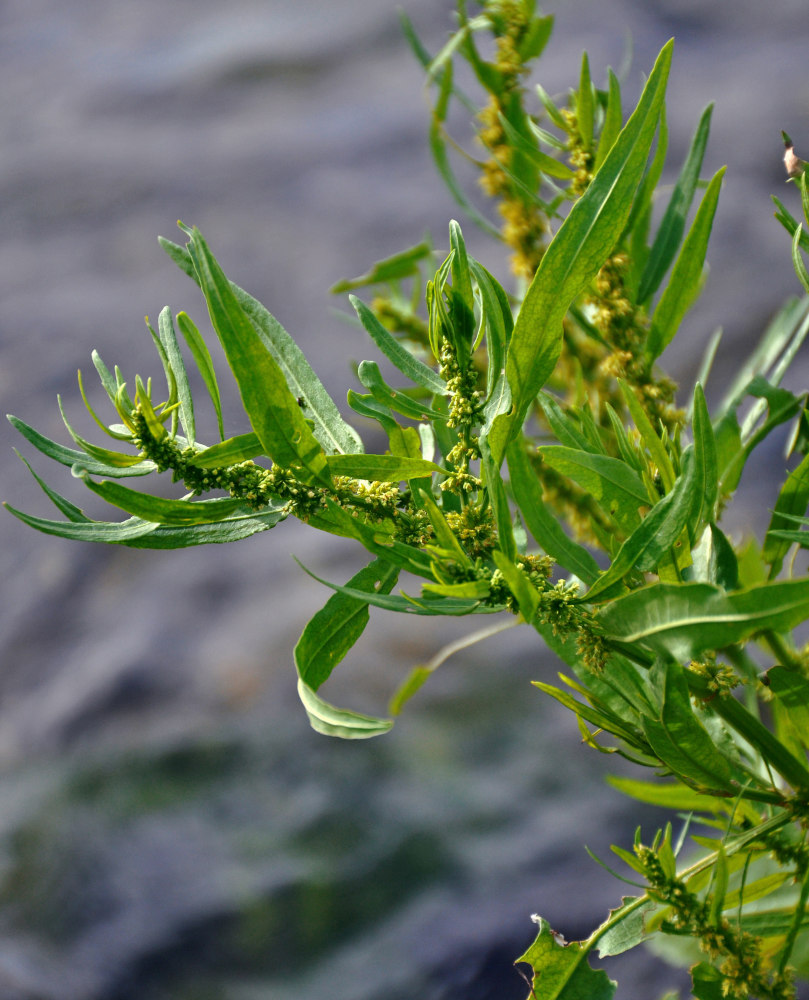 Изображение особи Rumex maritimus.