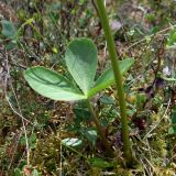 Menyanthes trifoliata. Нижняя часть побега с листом. Свердловская обл., окр. г. Североуральск, южная окраина Колонгинского водохранилища, болото. 12.06.2019.