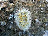 Lecanora symmicta