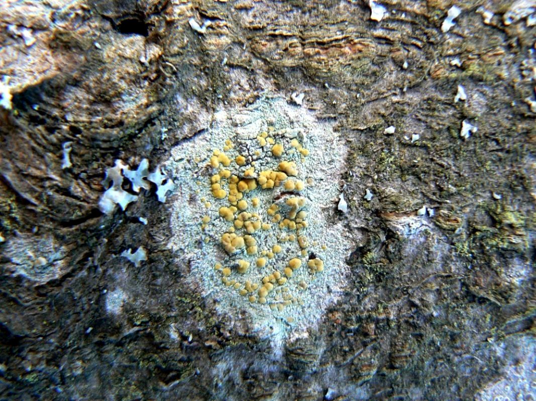 Изображение особи Lecanora symmicta.