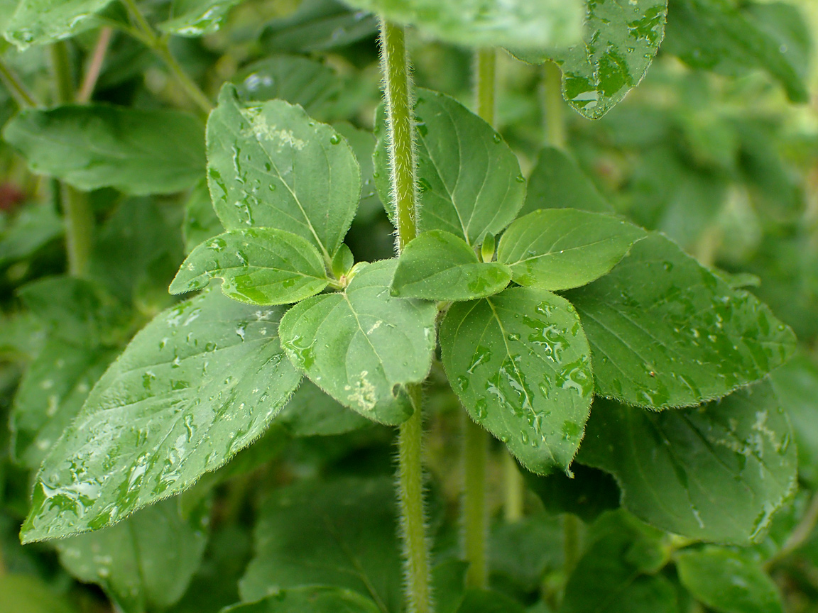 Image of Origanum vulgare specimen.